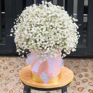 Chậu Hoa Baby Trắng 01