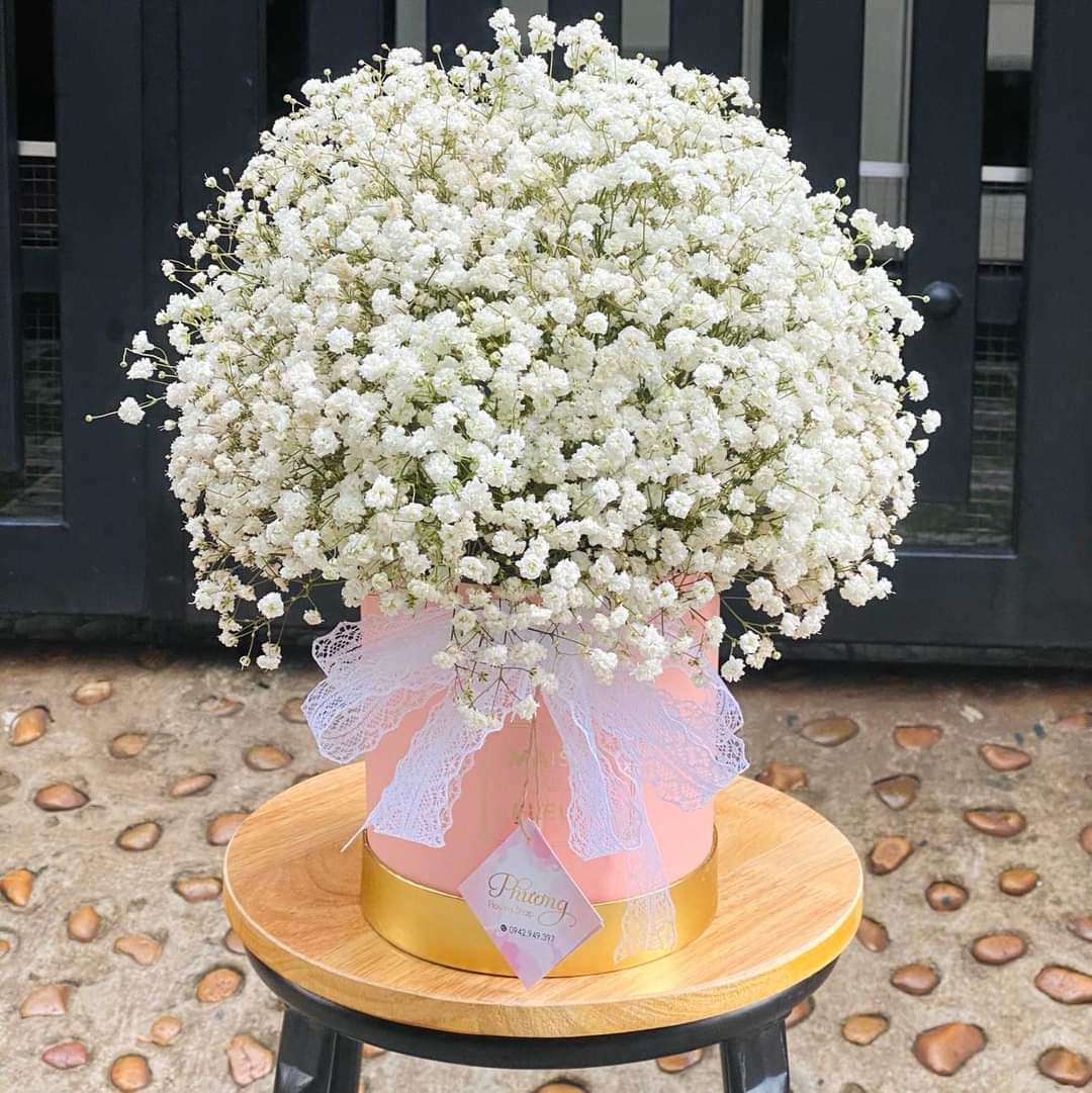 Chậu Hoa Baby Trắng 01